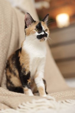 Evde şirin bir kedi yavrusu ve battaniye var.