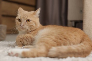 Evde yerde yatan sevimli kızıl kedi.