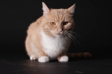 Siyah arka planda sevimli kızıl kedi. Sevimli hayvan.