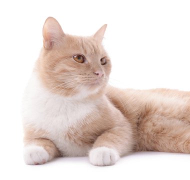 Beyaz arka planda sevimli kızıl kedi. Sevimli hayvan.