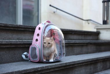 Dışarıdaki merdivenlerde, sırt çantalı şirin kedi.