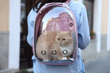 Sırt çantalı kedisi olan bir kadın. Şehir caddesinde, yakın plan.