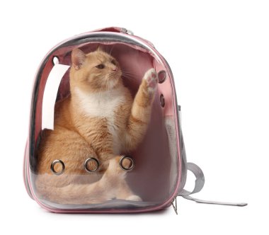 Beyaz arka planda, sırt çantalı şirin kedi.