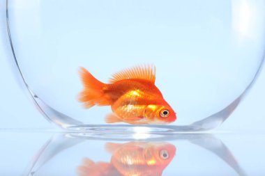 Akvaryumda yüzen altın balıklar açık gri arka planda temiz suyla yakın plan