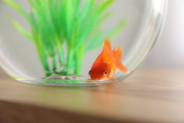 Yuvarlak akvaryumdaki güzel balıklar ahşap masada, yakın plan.