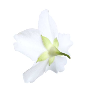 Güzel bir yasemin tomurcuğu beyazda izole edilmiş.
