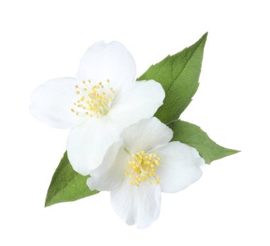 Beyaz yapraklı güzel yasemin çiçekleri