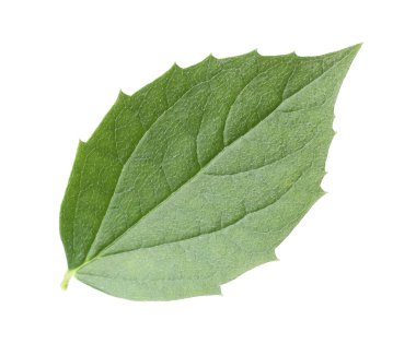 Bir yeşil yasemin yaprağı beyaza izole edilmiş.