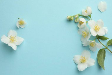 Açık mavi arka planda güzel yasemin çiçekleri, düz uzanmış. Metin için boşluk