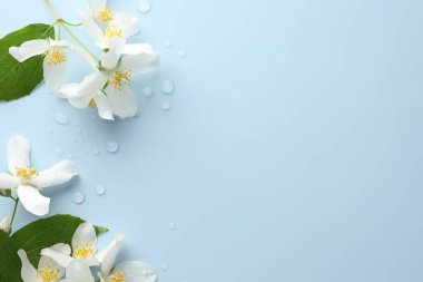 Güzel yasemin çiçekleri ve açık mavi arka planda yeşil yapraklar, düz bir zemin. Metin için boşluk