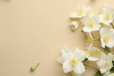 Güzel yasemin çiçekleri bej arka planda, düz yerde. Metin için boşluk
