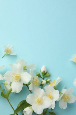Açık mavi arka planda güzel yasemin çiçekleri, düz uzanmış. Metin için boşluk