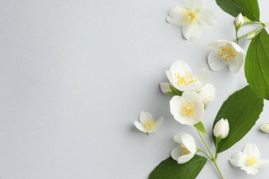 Işık arka planında yaprakları olan güzel yasemin çiçekleri, düz yatıyordu. Metin için boşluk