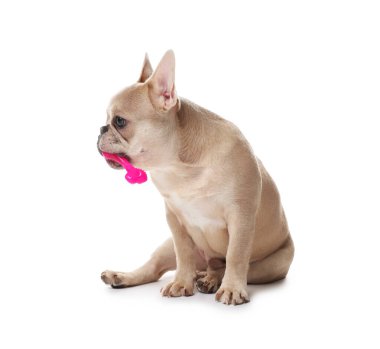 Beyaz arka planda evcil oyuncağı olan sevimli Fransız bulldog köpeği.