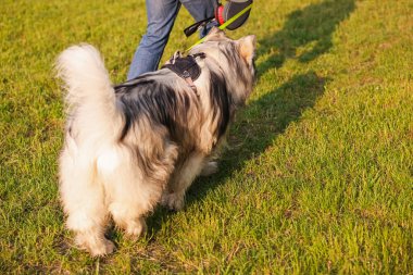 Alaska 'lı sevimli köpeğiyle yeşil çimlerin üzerinde yürüyen adam, yakın plan.