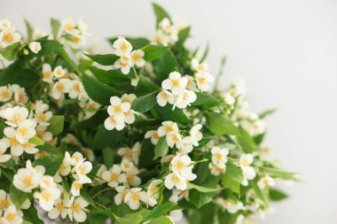 Beyaz duvarın yanında güzel yasemin çiçekleri, yakın plan.