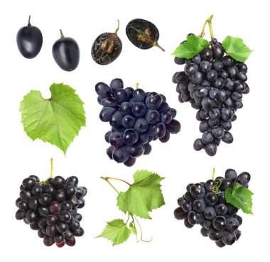 Taze koyu mavi üzümler ve beyaz arka planda yeşil yapraklar, koleksiyon