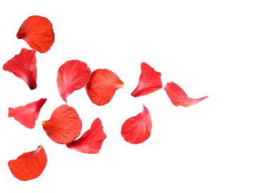 Beyaz arka planda kırmızı amber yaprakları uçuşuyor