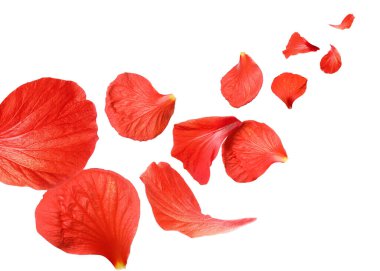 Beyaz arka planda kırmızı amber yaprakları uçuşuyor