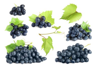 Taze koyu mavi üzümler ve beyaz arka planda yeşil yapraklar, koleksiyon