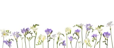 Beyaz arka planda birçok güzel frezya çiçekleri