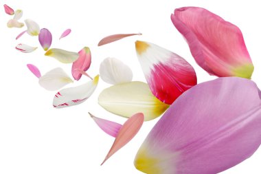 Beyaz arka planda uçuşan güzel çiçek yaprakları