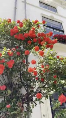 Bina duvarında güzel kırmızı güller, alçak açılı manzara. Kamera sağa sola hareket ediyor