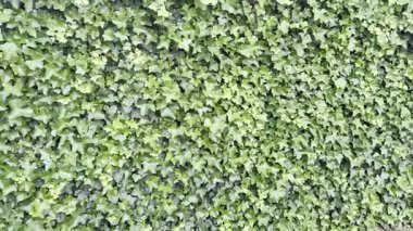 Yeşil yapraklı güzel, yemyeşil sarmaşık, kamera sola ve içeri doğru hareket ediyor.