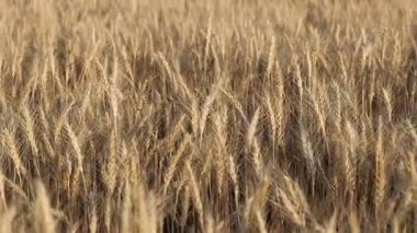 Tarlada yetişen altın buğday kulakları, yakın plan. Kamera sağa hareket ediyor