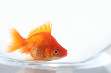 Akvaryumda yüzen altın balıklar, beyaz zemin üzerinde temiz su, yakın çekim