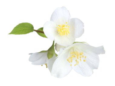 Beyaz yapraklı güzel yasemin çiçekleri