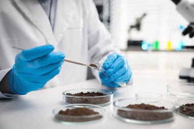 Bilim adamı, laboratuardaki beyaz masada araştırma yapmak için toprak örneği alıyor.