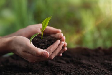 Ağaç dikiyorum. Dışarıda tohum tohumu tutan bir adam, yakın plan. Metin için boşluk