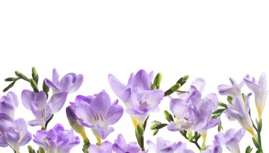 Beyaz arka planda birçok güzel frezya çiçekleri. Pankart tasarımı