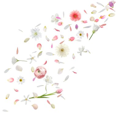 Beyaz arka planda uçuşan çiçek yaprakları ve tomurcuklar