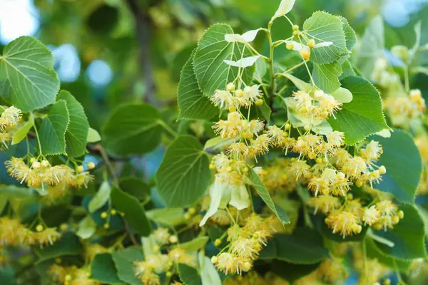 Yaprakları ve çiçekleri olan ıhlamur ağacı dalı, yakın plan.