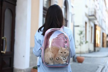 Sırt çantasındaki kedisiyle şehir caddesinde, arka manzaralı bir kadın.