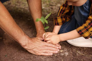 Baba ve oğlu dışarıda toprağa ağaç dikiyorlar, yakın plan.
