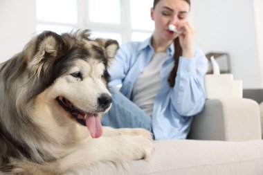 Evde köpeğine alerjisi olan seçici odaklı bir kadın.