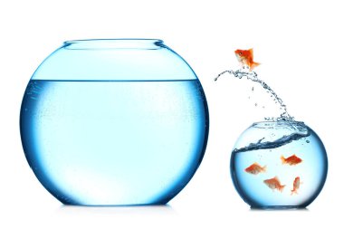 Küçük cam kaseden beyaz arka planda büyük balığa atlayan süs balığı.