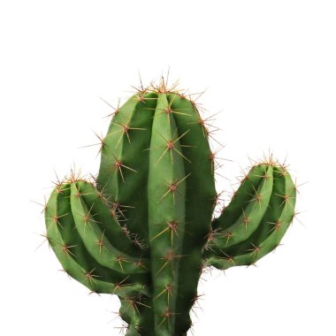 Beyaz zemin üzerinde iğneler olan yeşil kaktüs