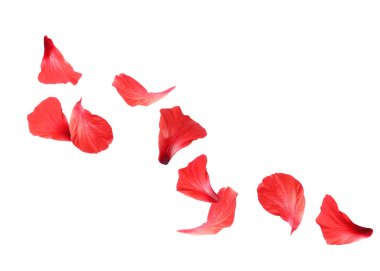 Beyaz arka planda kırmızı amber yaprakları uçuşuyor