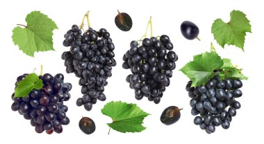 Taze koyu mavi üzümler ve beyaz arka planda yeşil yapraklar, koleksiyon