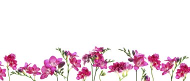 Beyaz arka planda birçok güzel frezya çiçekleri. Pankart tasarımı