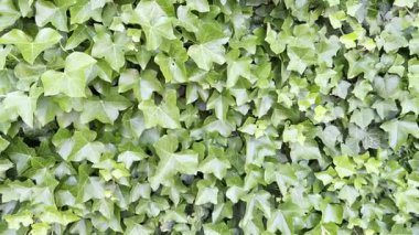 Yeşil yapraklı güzel, yemyeşil sarmaşık, kamera sağa sola hareket ediyor.