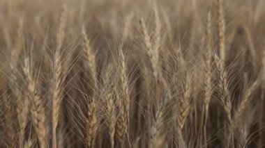 Tarlada yetişen altın buğday kulakları, yakın plan. Kamera sağa hareket ediyor
