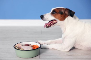 Evdeki mavi duvarın yanında yerde taze doğal ürünlerin olduğu şirin bir köpek ve kase. Evcil hayvan maması.