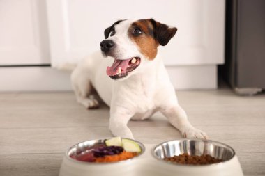 Şirin köpek ve taze doğal ürünlerle dolu kaseler ve evde yerde kuru hayvan mamaları, seçici bir odak noktası.