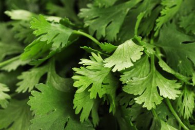 Arka plan olarak taze kişniş yaprakları, makro görünüm