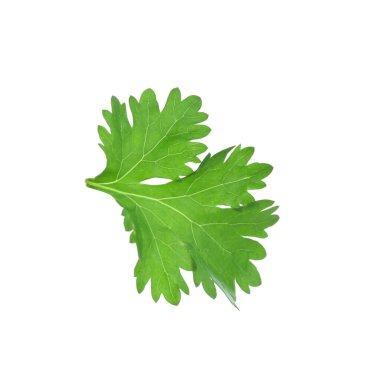 Beyaz üzerine izole edilmiş aromatik kişniş yaprağı.